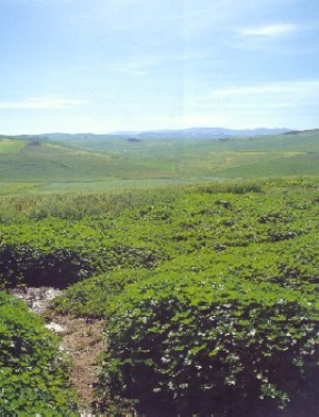 La campagna della Numidia