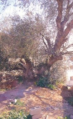 L'olivo di sant'Agostino a Tagaste