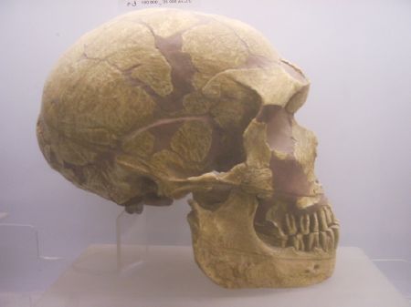 Cranio umano del paleolitico di cultura ibero-mauritana al Museo del Bardo a Tunisi