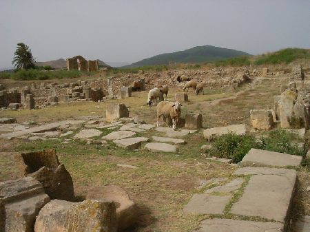 Un gruppo di pecore pascola fra le rovine di case: sullo sfondo le Terme