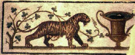 Una tigre femmina avvolta in un laccio di piante lascia dietro di sé un ceppo di vigna con i rami afflosciati