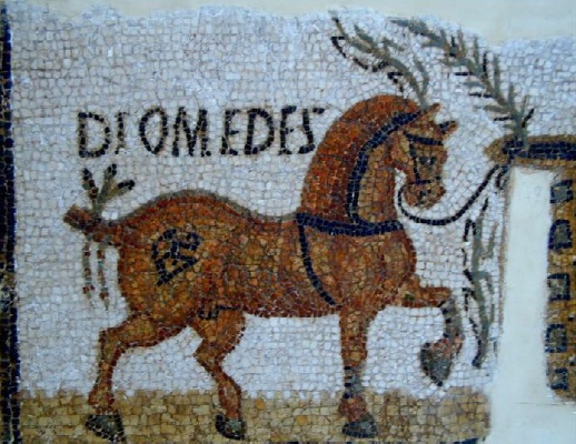 Hippo Diarrythus: mosaico con il cavallo Diomedes dalle terme di un privato