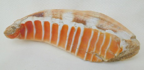 Frammento di chela di mollusco acquatico utilizzato come lisciatoio provenienza: località di Zizzanorre a Cassago. Questo genere di mollusco viveva nel lago della Valletta durante l'ultima glaciazione