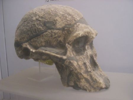 Cranio di uomo del paleolitico (cultura ateriana)