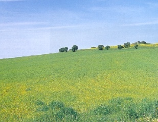 La verde campagna della Numidia vicino a Ippona