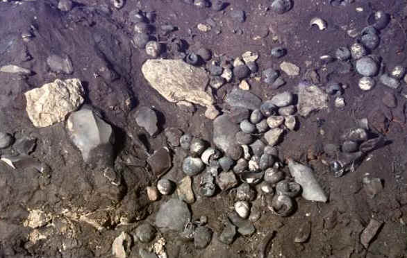 Ricostruzione di una lumachiera, resti preistorici che sono appartenuti ad una civiltà detta capsiana dalla città di Capsa, l'antico nome latino dell'attuale Gafsa (7000-5000 a. C.) Questa lumachiera consiste in un ammasso di ceneri frammisti a resti in pietra (pietre bruciate e microliti), utensili in selce e anche resti di alimenti, più sovente gusci di lumache o molluschi che venivano mangiati dai Capsiani. Riproduzione nella Sala I del Museo del Bardo