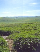 Campagna numida