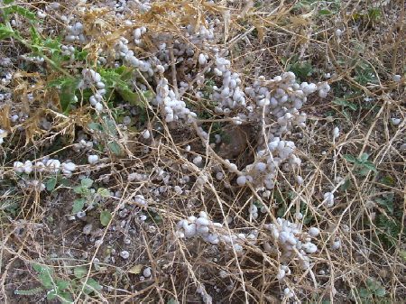 I caratteristici gusci bianchi delle chiocciole numidiche diffuse ovunque