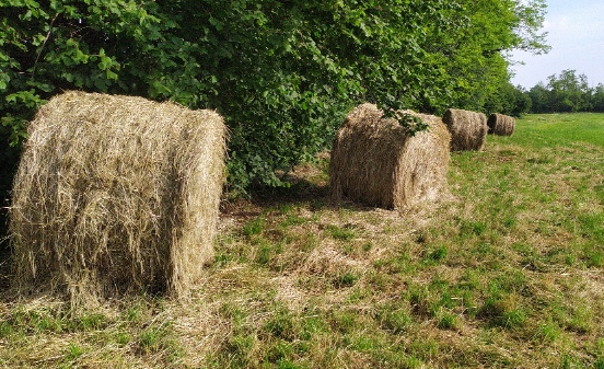 Fieno lavorato nei campi