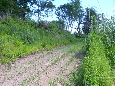 campi agricoli della campagna cassaghese