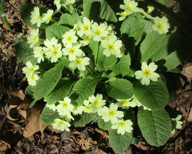 Sboccia la primavera nella campagna di Oriano