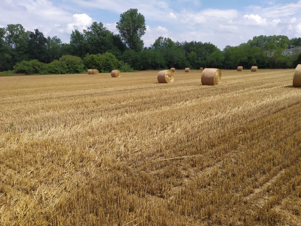 Coltivazioni di grano nei campi verso il Rosello