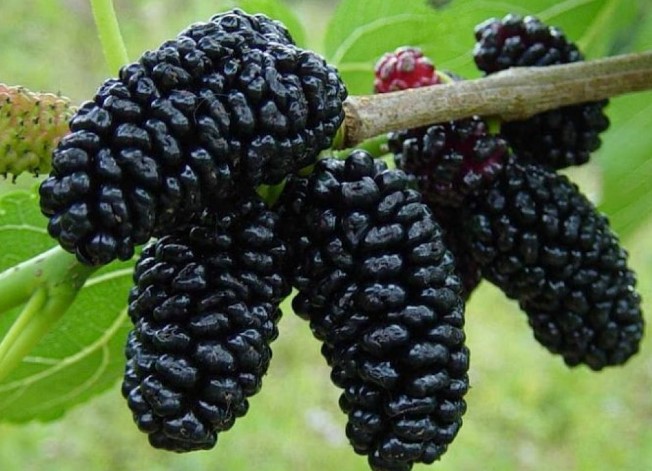 Frutto del gelso