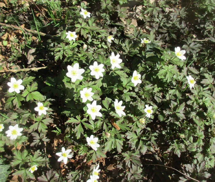 La campagna di Oriano in fiore