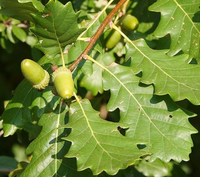 Foglie e frutto di una pianta di rovere